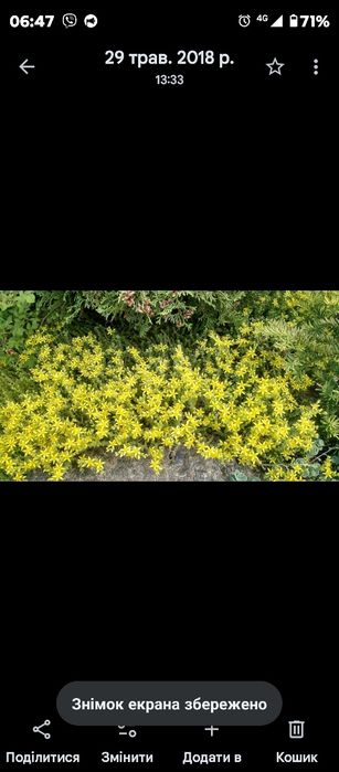 Рослини з мого саду недорого