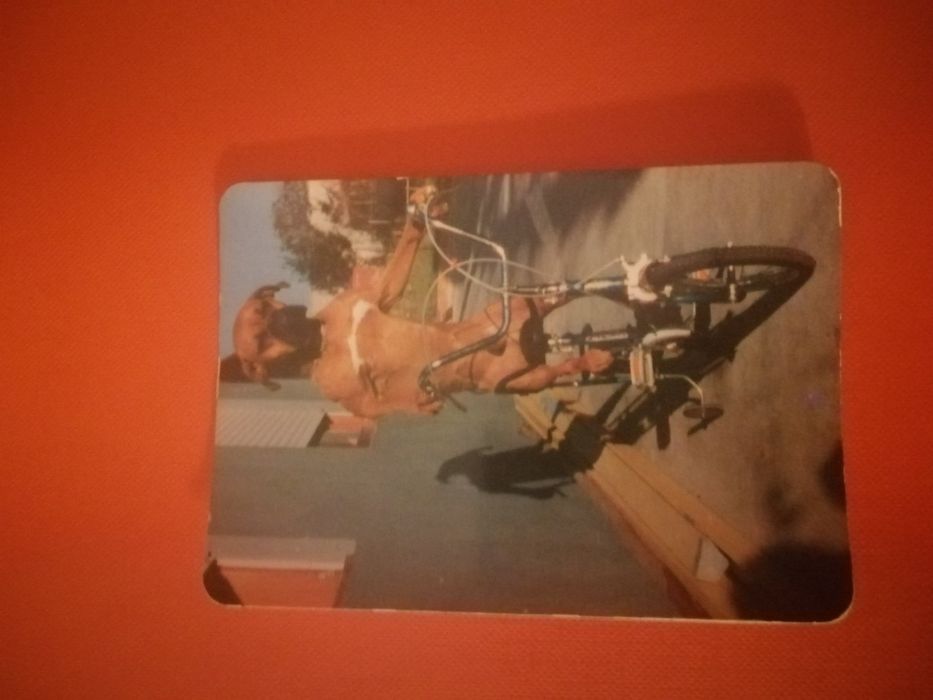 Calendários de bolso (1987) | Cão