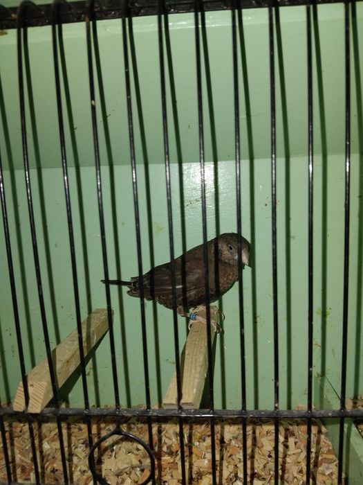 Amadyna obrozna samica