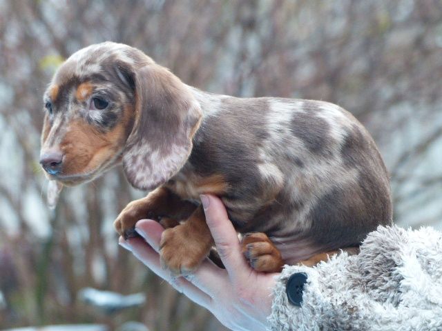 Такса кроляча, мармурова