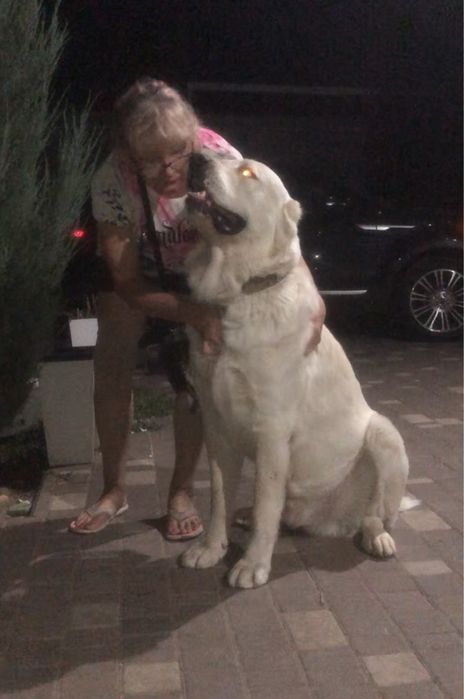 Вязка .Кобель САО.КСУ