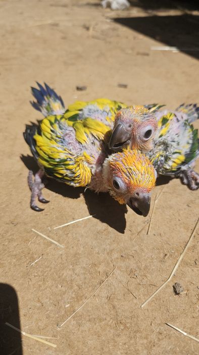 Aratinga sol para terminar  de criar à  mão