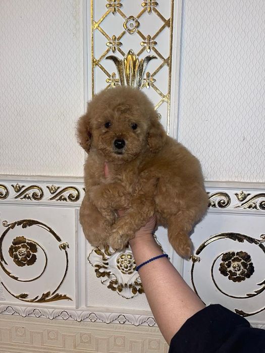 Мальтипушка мальчик