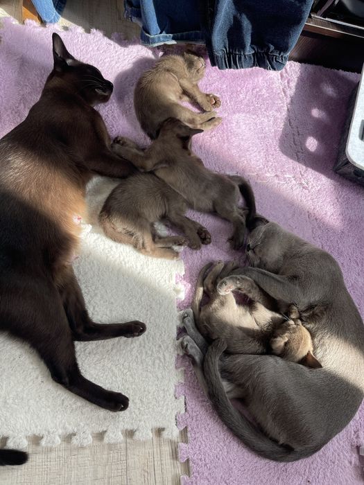 Бурманские котята 03.02.2026г