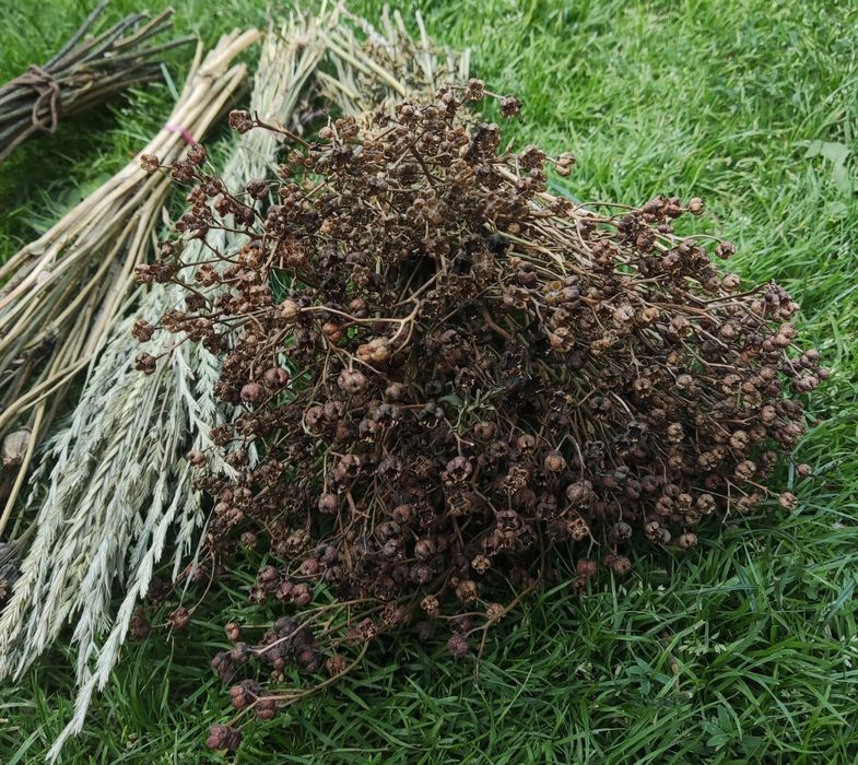 Suszone rośliny naturalne eco Boho