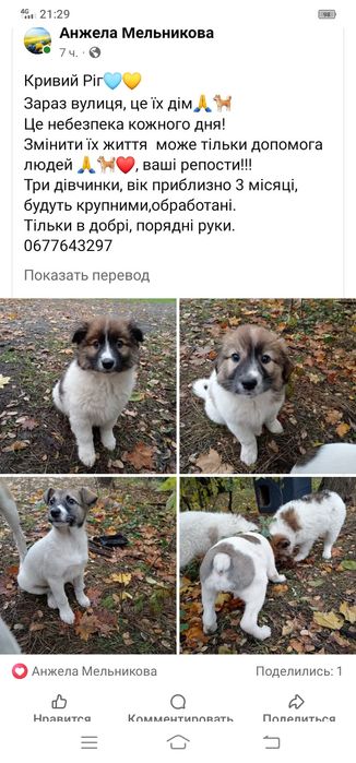 Щенки ищут семью. Собака даром. Пёс. Щенок. Бесплатно