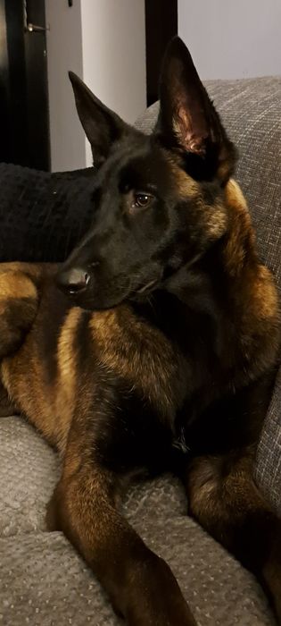 Owczarek Belgijski Malinois