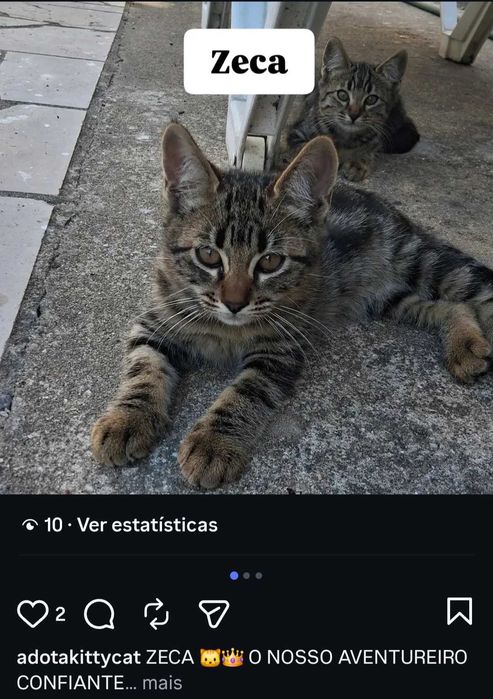 Gatinhos para adoção responsável