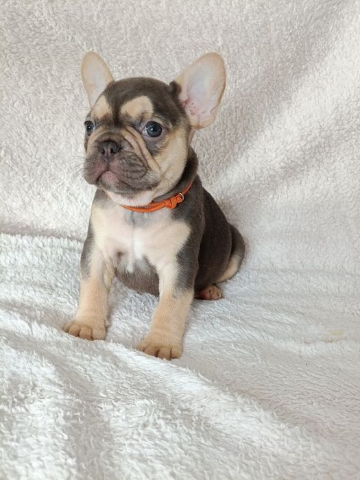 Bulldog Frances choco and tan