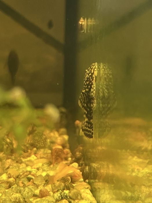 Ancitrus czarny i Albino pospolity młody 3-4cm