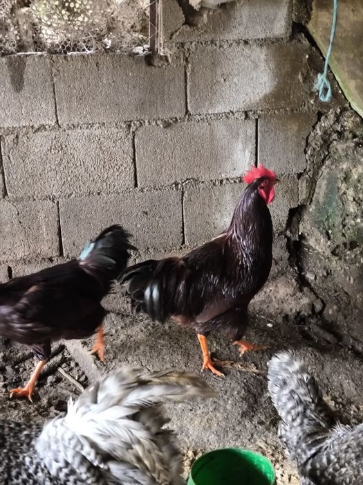 Galos rhode island red