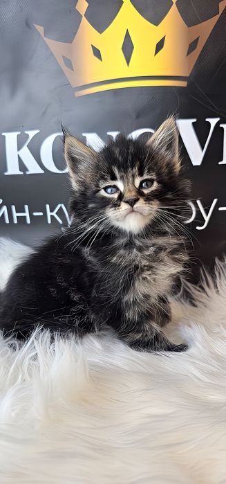 Мейн кун Тигр дуже лагідний