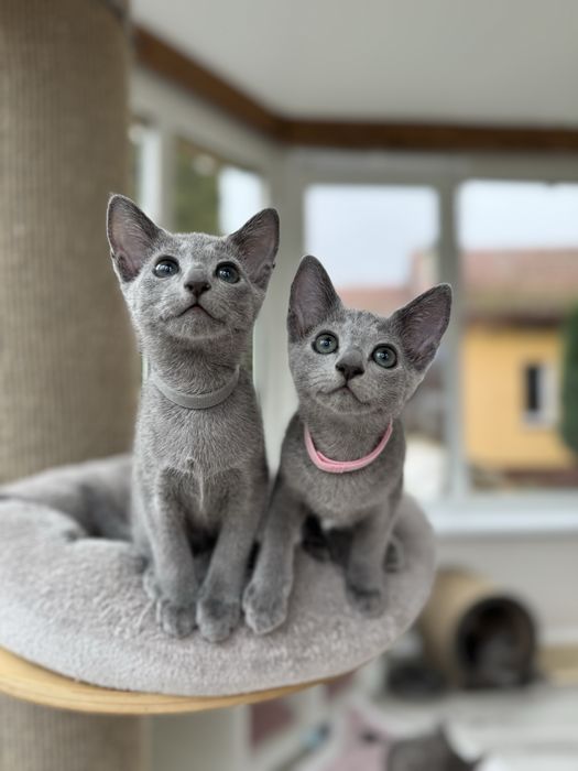 Kotka rasy Rosyjski Niebieski  z rodowodem FPL