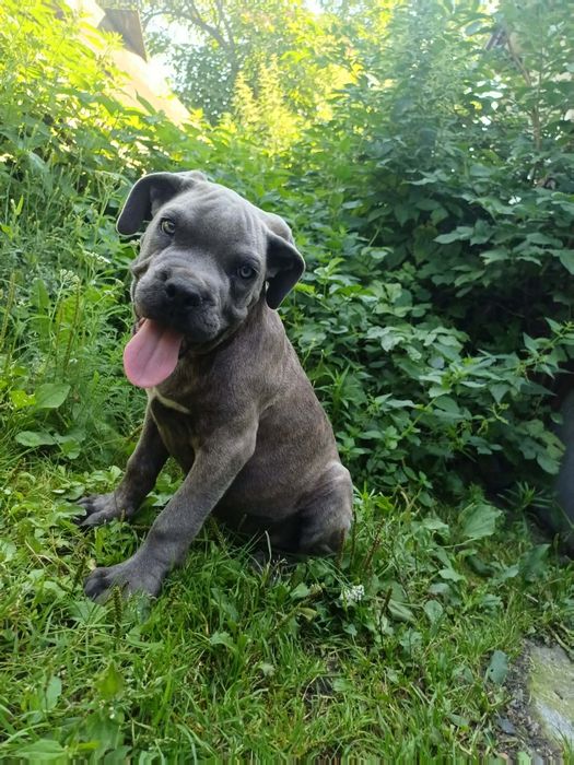 Szczeniak Cane Corso Blekitny pregowany Pies
