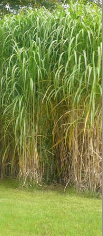 miskant olbrzymi trawa 4 metry wysokości - ładne młode sadzonki