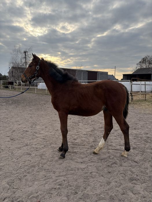 Ogierek 2025 Vincento des Fortes (Calvaro Z) x Klasyk (Elmero Ramiro Z