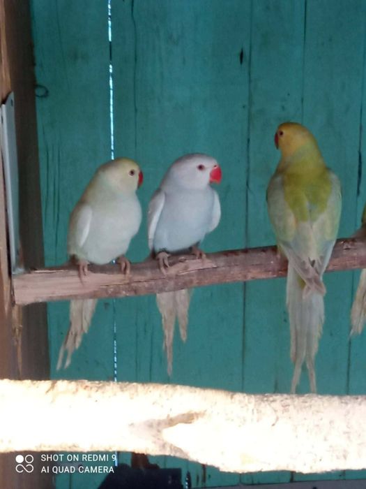 Aleksandretty widoczne na zdjęciach