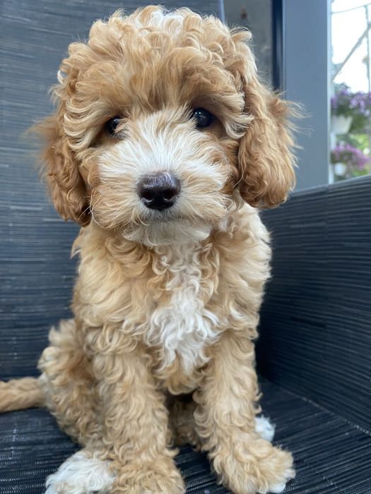 *Zarezerwowana* Milka Cavapoo F1B Pudel Miniaturowy & Cavapoo