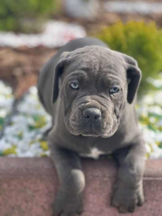 Cane corso Italiano-сірого окрасу