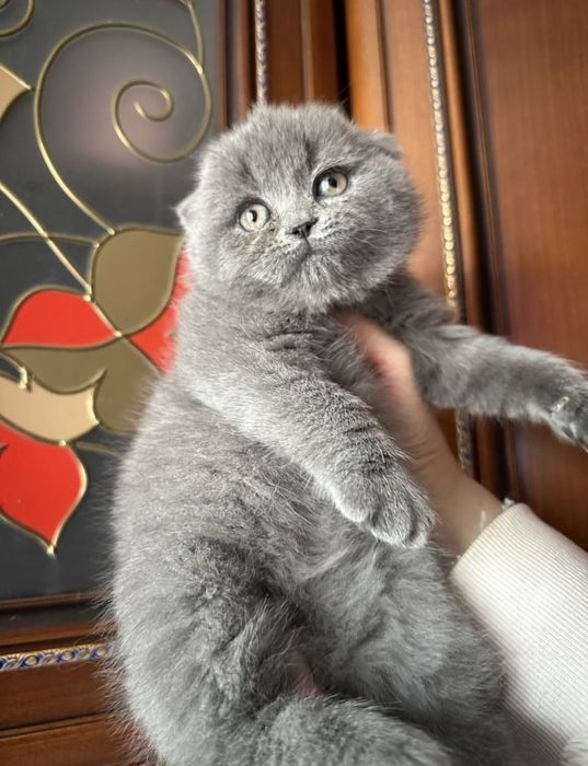 Котёнок. Мальчик с документами!