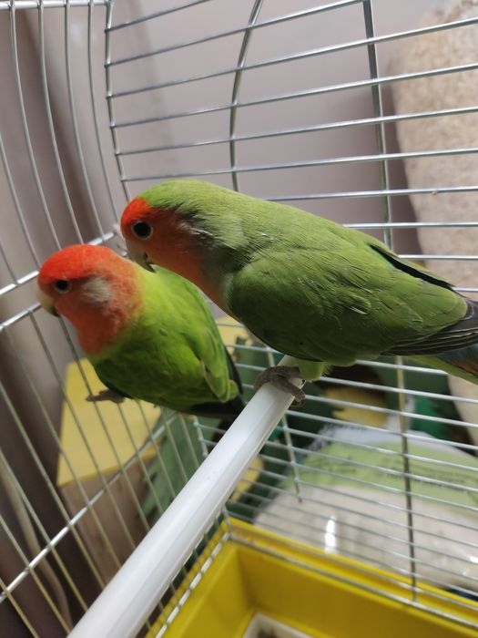 Papugi nierozłączki czerwonoczelna