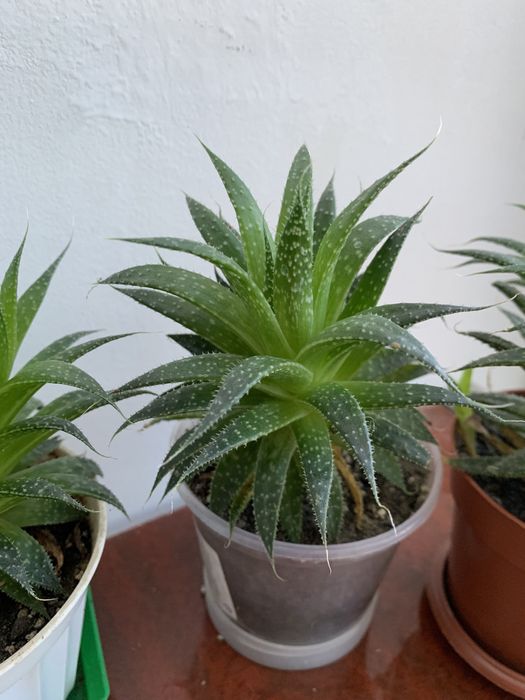 Хавортія сукулент