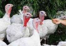 Індики индюшата Біг 6  2,5місяця