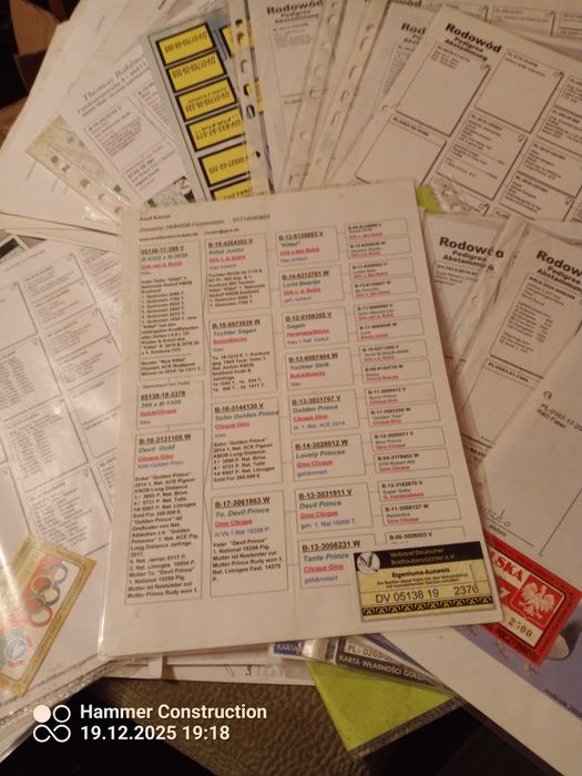 Młode pocztowe przelotowa z konkursami