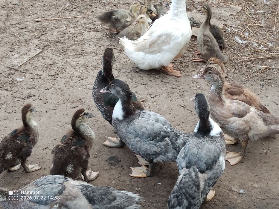 Biegusy/ call duck/ piżmówki