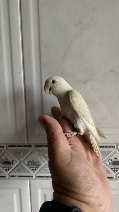 Agapornis domesticado