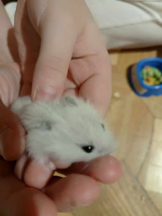 Джунгарский хомяк