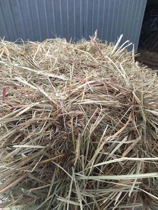 Продам солому ячну в тюках. Сіно/сено/ лугове .