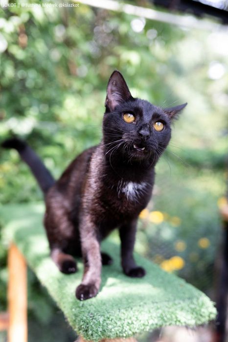 Mała, czarna kotka Pamela do adopcji (akceptuje psy!)