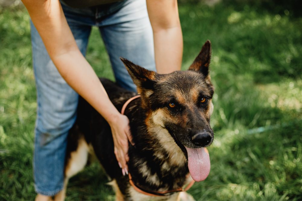 Вічарка Лея шукає дім
