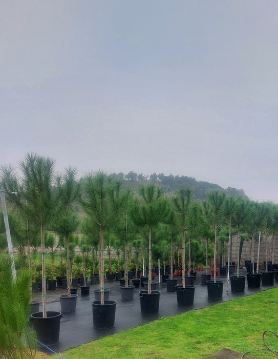 Lote 10 Pinheiros mansos 2.20/2.30..Entrega incluída