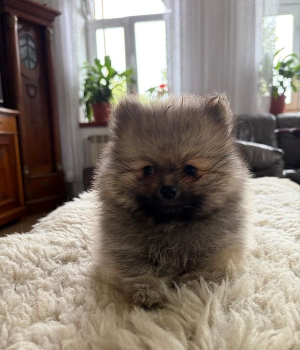 Piesek Szpic miniaturowy Pomeranian FCI- rezerw