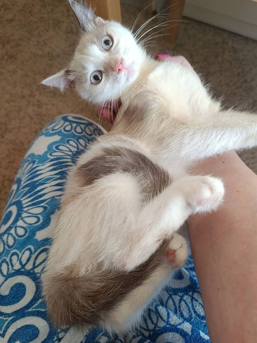 сиамский котенок девочка. котята даром. кошка бесплатно. кошечка