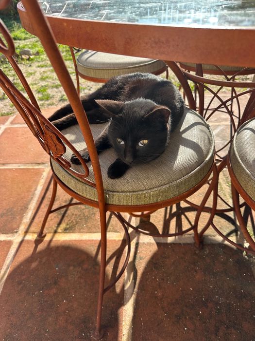 Gatinho preto para adoção