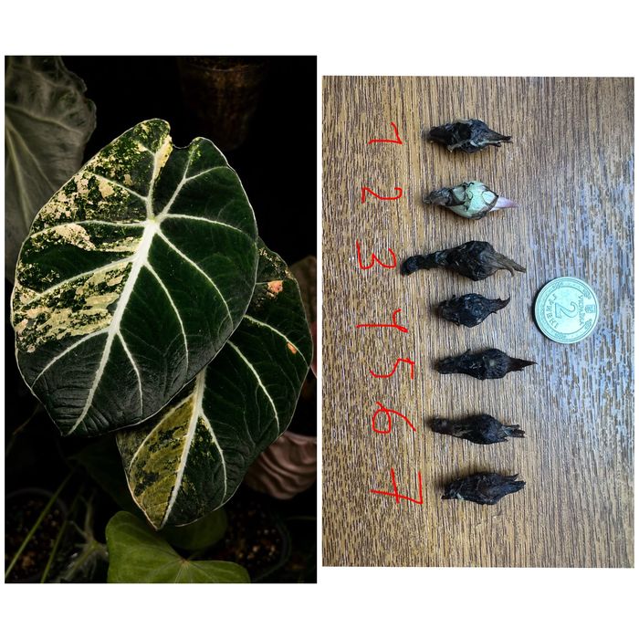 Бульба  варієгатної алоказія Alocasia Black Velvet Aurea