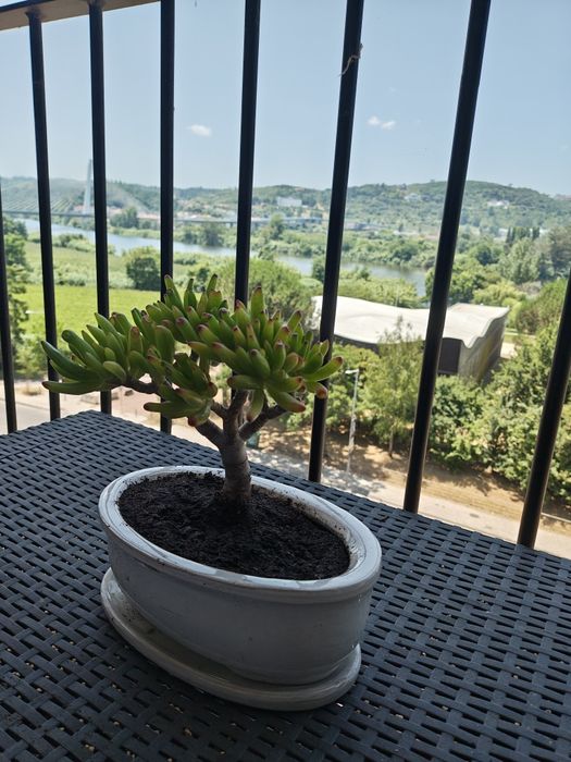 Bonsai orelha de Shrek