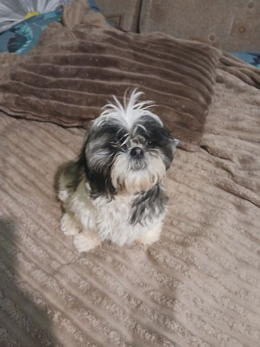 Продам щенків ши-тцу