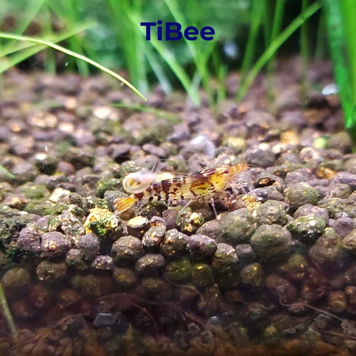 Аквариумные креветки Кардинал, Золотой тигр, TiBee