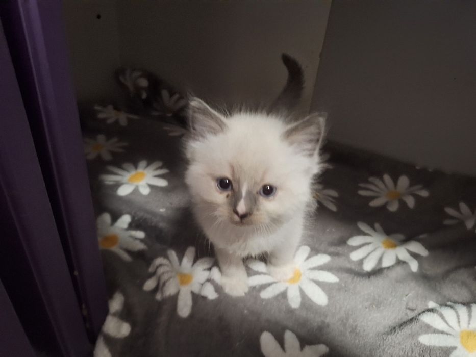 Ragdoll- chłopczyk blue point mitted z blaze