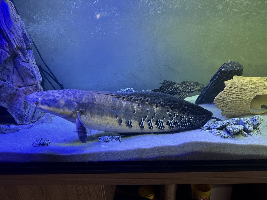 Змієголов,Зииеголов,аквариум