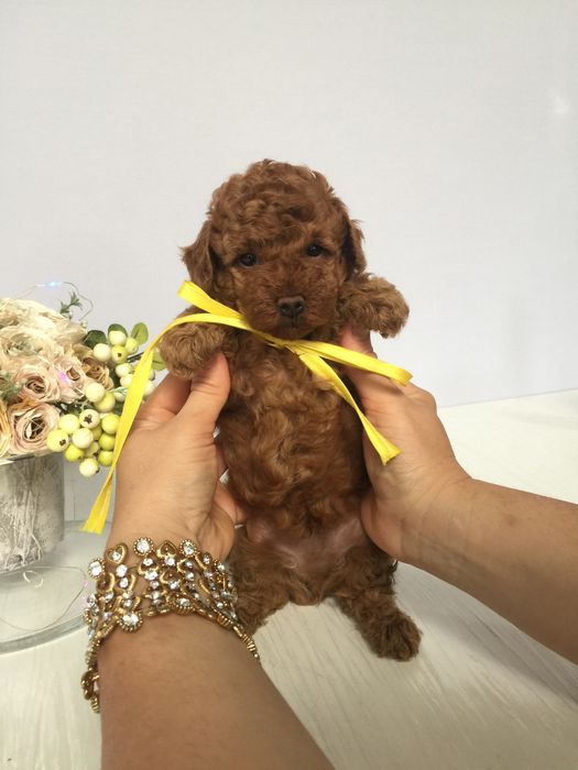 Ідеальний VIP Той-Пудель для вашого дому