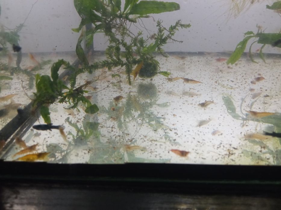 Krewetki akwariowe Mix po 3zl