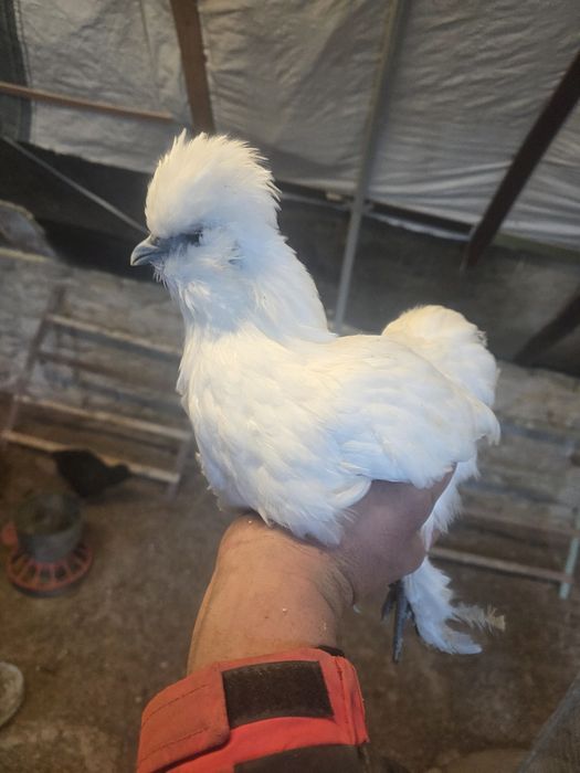 Kury rosy kury silki kury araukany pisklaki araukany