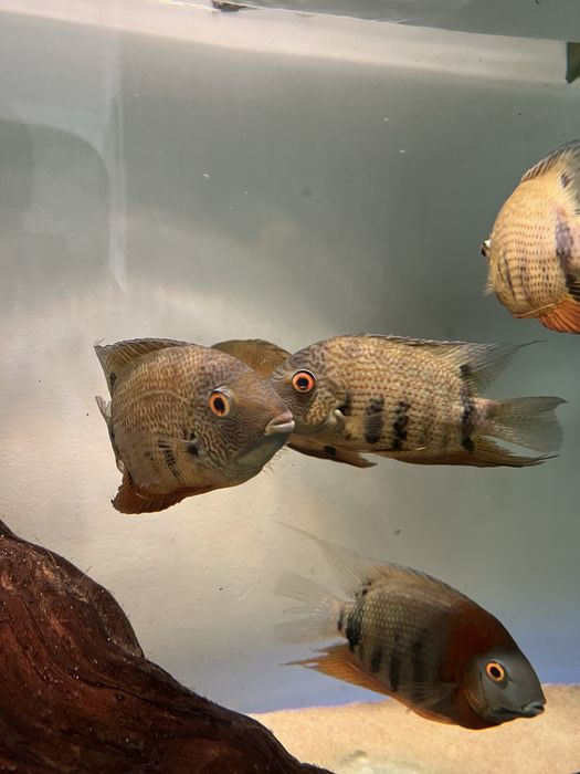 Severum notatus f0