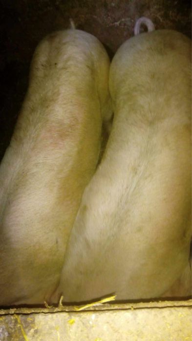 Świnia mięsna  rasy pbz, waga ok 140kg