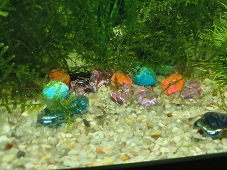Troco camarões e caracóis de aquário por peixes